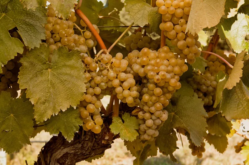Wine Tasting - Wine Store Orbeliani